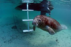 Blue Water Manatee. Taken at Crystal River FL. Camera Nik... by Ray Eccleston 